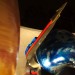 WND50_2007-02-03_DSC_5912.jpg